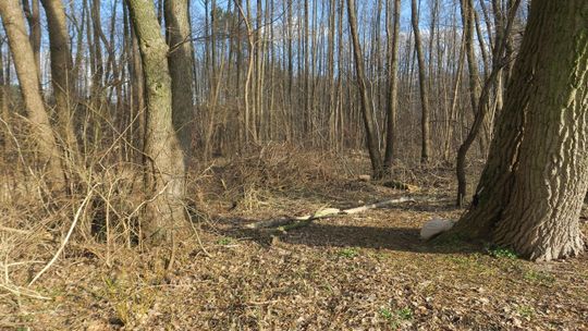 Kilka lat temu Bogusław Falkowski i grupa mieszkańców apelowała do władz miasta, by jedna z działek w okolicach bulwarów (na zdjęciu) została przeznaczona na park zieleni. Także o tym fakcie przypomniał pan Bogusław w zrealizowanym dzisiaj nagraniu, w świetle prac nad zmianą planu miejscowego.