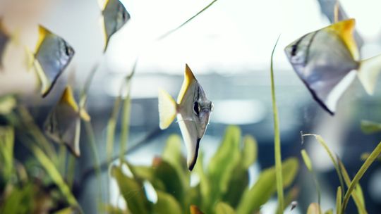 Pierwsze akwarium - 30, 60 czy 112 litrów? Wybór litrażu bez stresu