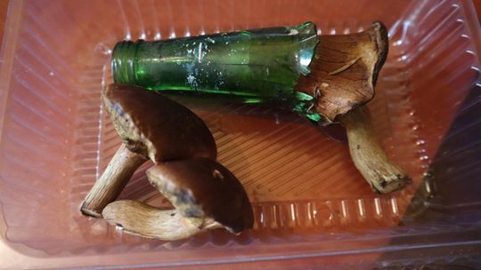 Podgrzybek wyrósł w potłuczonej butelce. Niezwykłe znalezisko w lesie