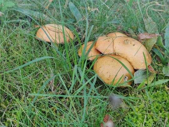 Bezpiecznie na grzybach. Najważniejsze zasady bezpieczeństwa