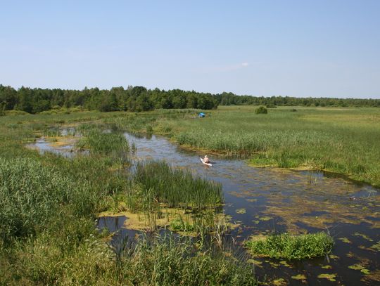 Rzeka Biebrza