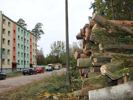 Drwale z urzędu miasta w Augustowie. Drzewa nie muszą umierać
