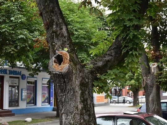 Fakty o kasztanowcach na ul. Kościelnej