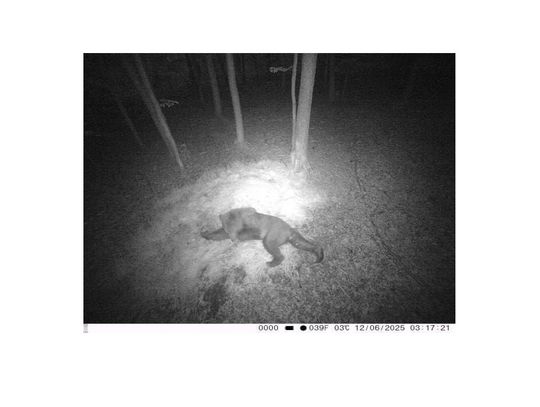 Fotopułapka uchwyciła śpiącego niedźwiedzia w Nadleśnictwie Czarna Białostocka – zwierzę miało aż 2 metry długości