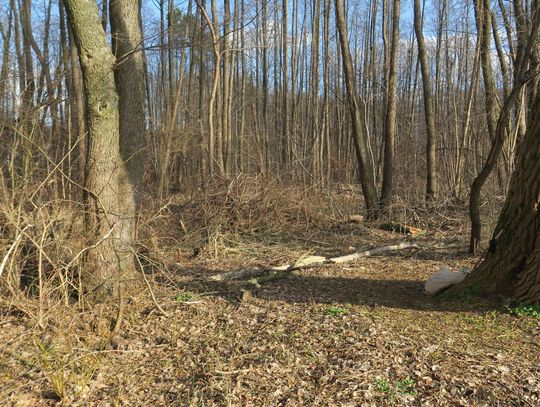 Kilka lat temu Bogusław Falkowski i grupa mieszkańców apelowała do władz miasta, by jedna z działek w okolicach bulwarów (na zdjęciu) została przeznaczona na park zieleni. Także o tym fakcie przypomniał pan Bogusław w zrealizowanym dziś nagraniu.