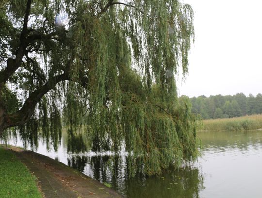 Zdaniem profesora lepiej byłoby zbudować nad rzeką kolejkę linową łączącą brzegi, co byłoby rozwiązaniem tańszym.