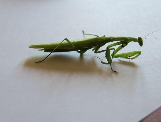 Mantis religiosa na czwartym piętrze 