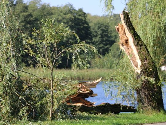 Nawałnica powyrywała drzewa 