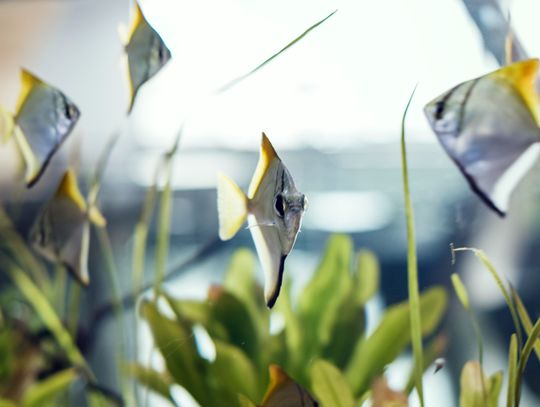 Pierwsze akwarium - 30, 60 czy 112 litrów? Wybór litrażu bez stresu