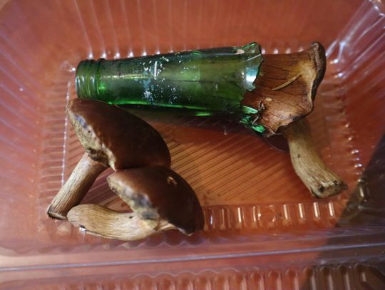 Podgrzybek wyrósł w potłuczonej butelce. Niezwykłe znalezisko w lesie