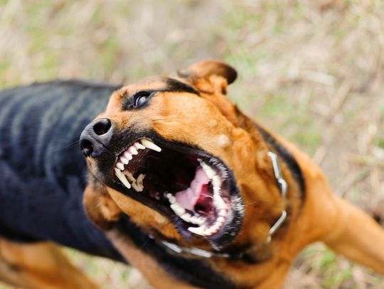 Psycholog psów wyjaśnia, jak bronić się przed atakiem agresywnego czworonoga