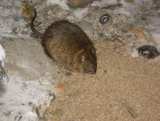 Szczury w piaskownicy 