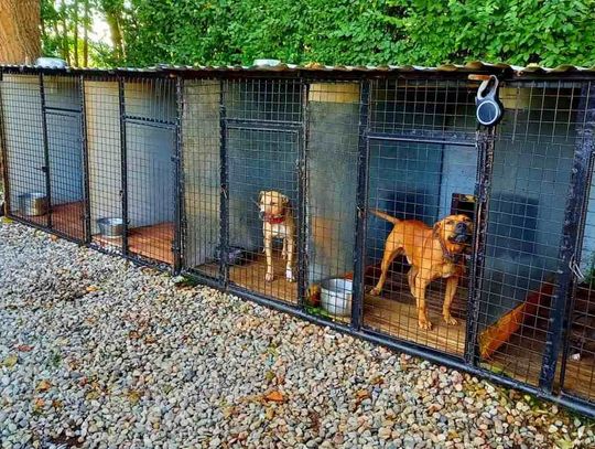 Szprycowane testosteronem z własną salą treningową. 11 psów szkolonych do nielegalnych walk