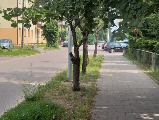 Ułanów Krechowieckich została zadbana 