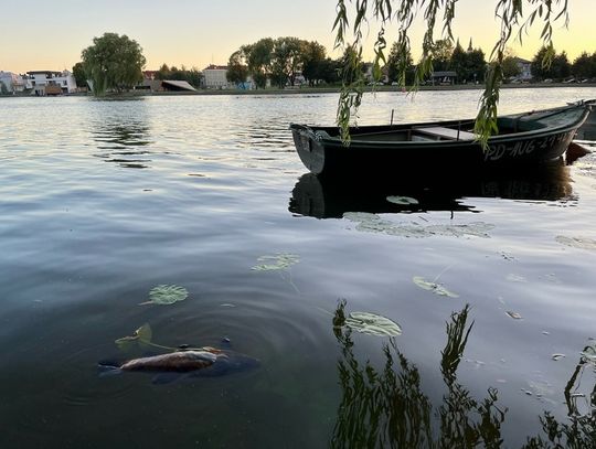 W Netcie pojawiły się śnięte ryby 