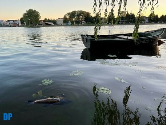 W Netcie pojawiły się śnięte ryby