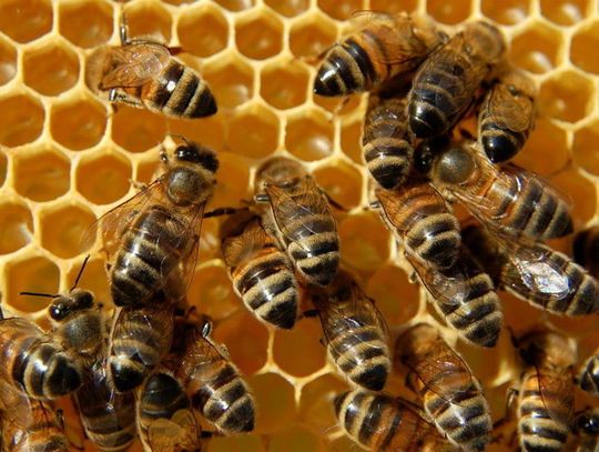 Wykłady o pszczelarstwie 
