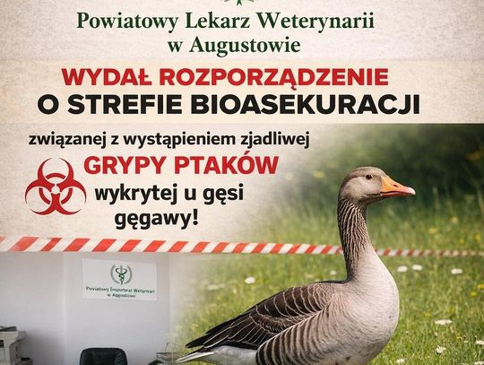Wykryto wysoce zjadliwą grypę ptaków w powiecie augustowskim