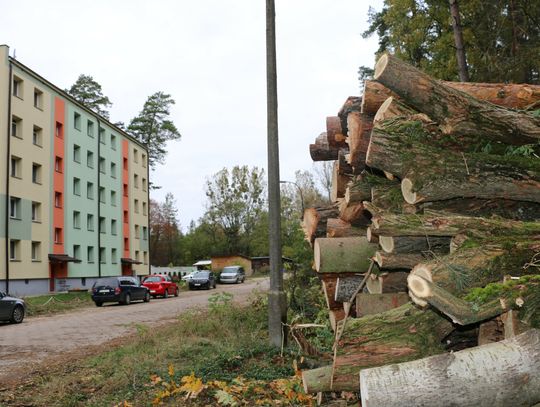 Zagłada drzew na Turystycznej