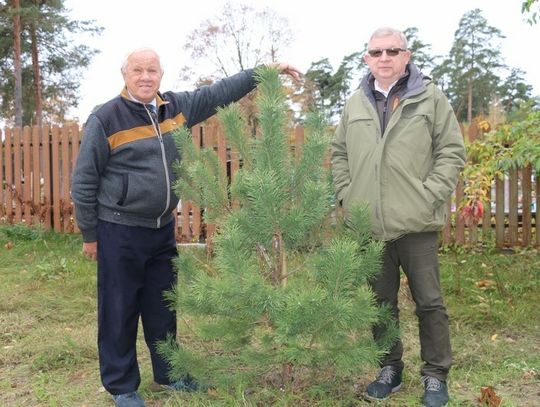 Zdumiewające informacje o remoncie ulicy Studzienicznej. Koszty nowych nasadzeń są porażające