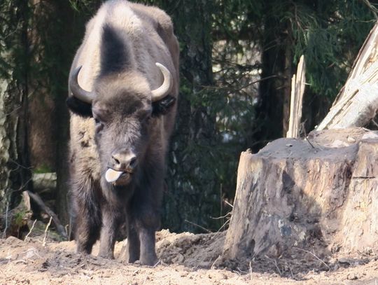 Żubry już na wolności (foto i video) 