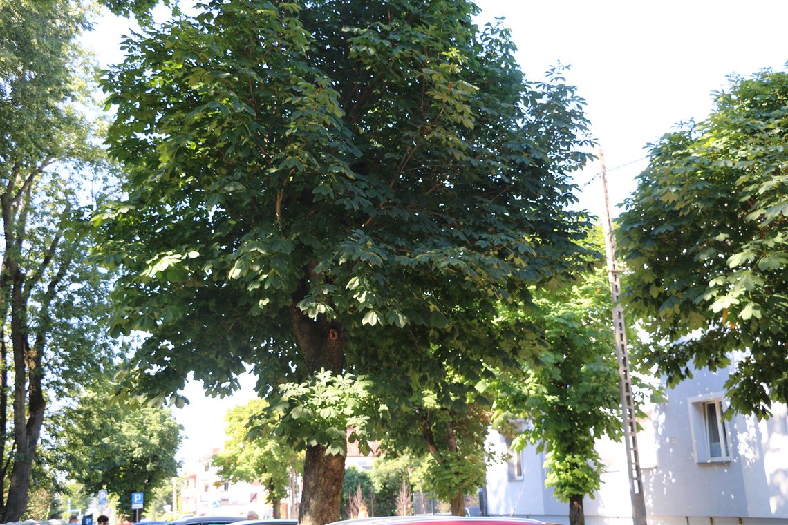 Drzewa to nie są martwe przedmioty do dekorowania ulic