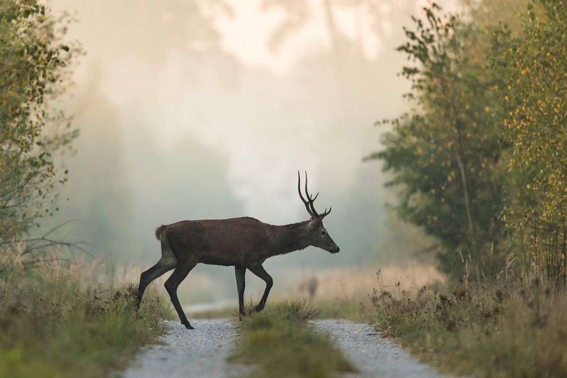 Jak zachować się podczas spotkania z dziką zwierzyną?