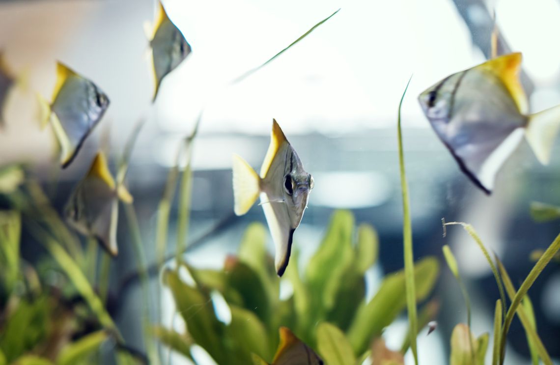 Pierwsze akwarium - 30, 60 czy 112 litrów? Wybór litrażu bez stresu