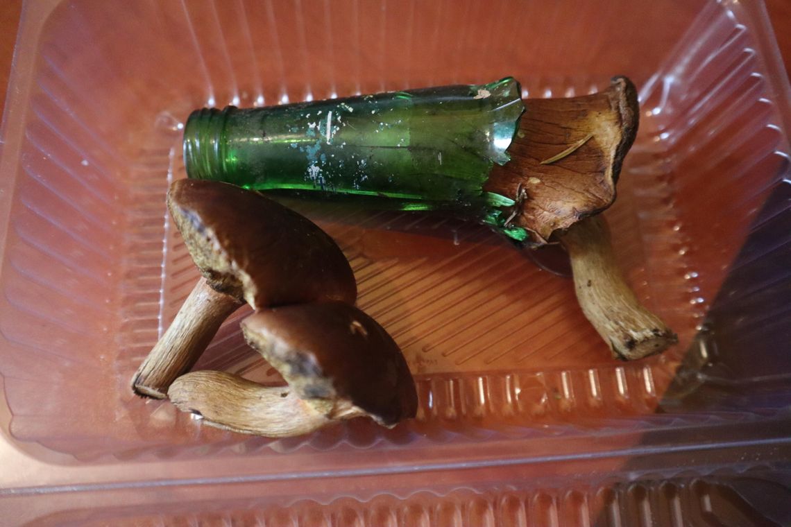 Podgrzybek wyrósł w potłuczonej butelce. Niezwykłe znalezisko w lesie Podgrzybek wyrósł w potłuczonej butelce. Niezwykłe znalezisko w lesie