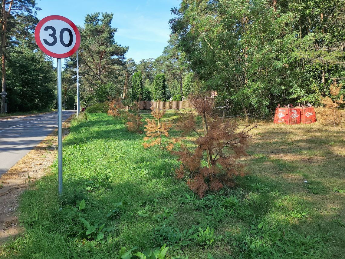 Radny alarmuje - uschnięte drzewa w Studzienicznej