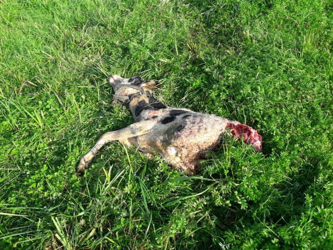 Wilki zagryzają zwierzęta gospodarskie