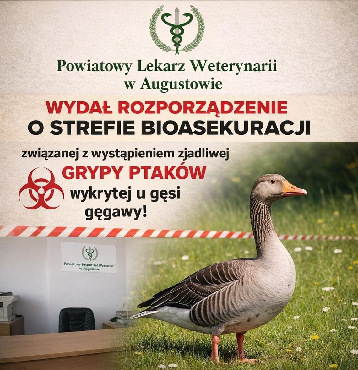 Wykryto wysoce zjadliwą grypę ptaków w powiecie augustowskim