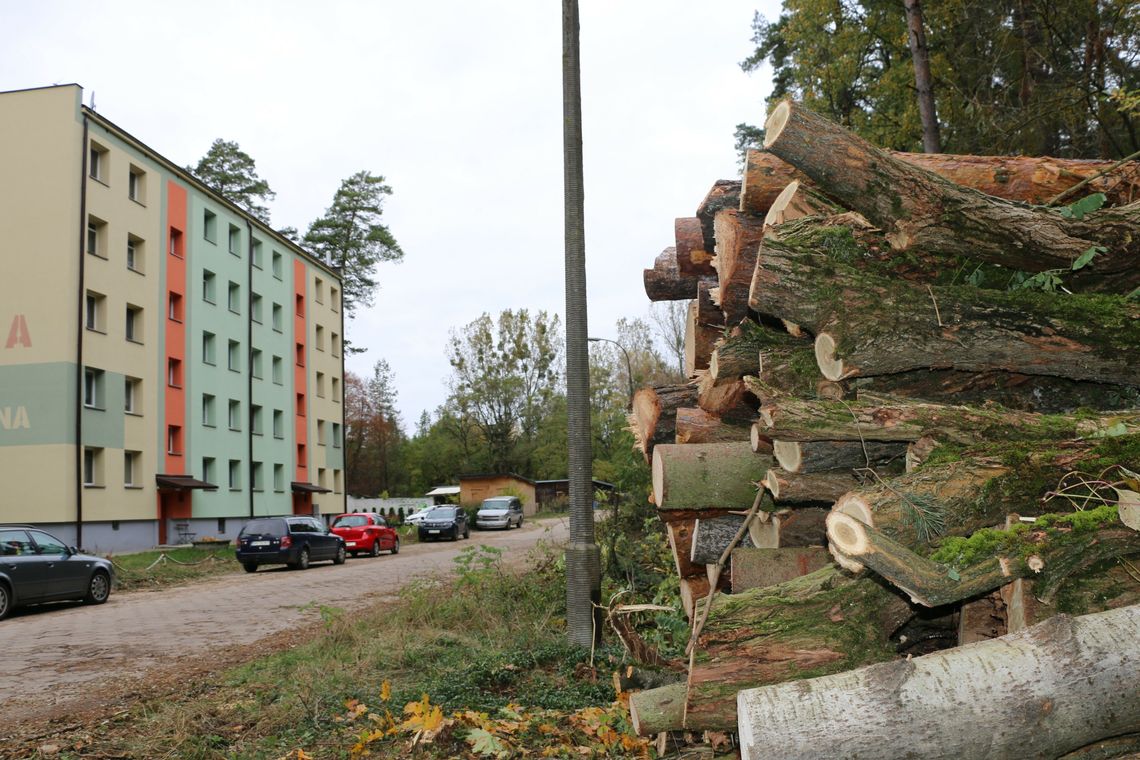 Zagłada drzew na Turystycznej