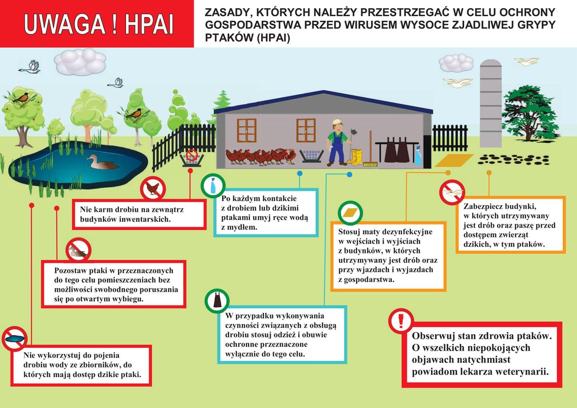 Zagrożenie dla drobiu: apel Powiatowego Lekarza Weterynarii o przestrzeganie zasad bioasekuracji