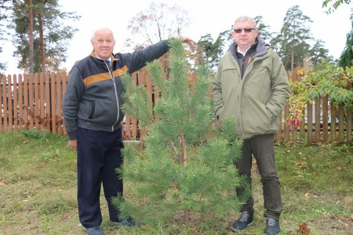 Zdumiewające informacje o remoncie ulicy Studzienicznej. Koszty nowych nasadzeń są porażające