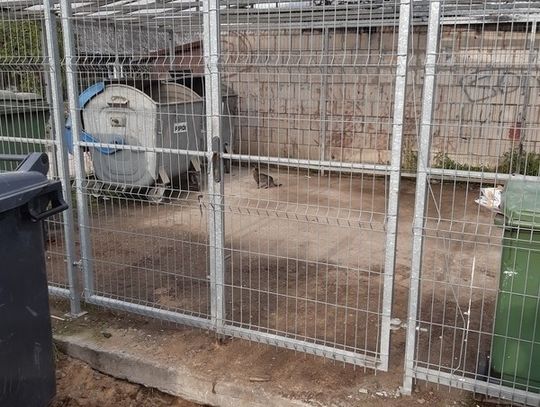 W piątek, 23 października, otrzymaliśmy zdjęcia od prezesa „Necka” na których widnieją uprzątnięte śmietniki