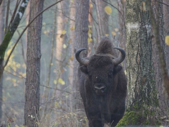 Jeden z augustowskich żubrów w obiektywie Adama Kolatora